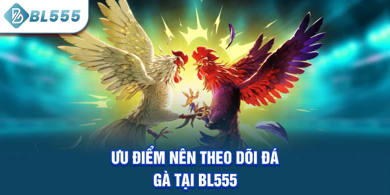 uu-diem-nen-theo-doi-da-ga-tai-bl555